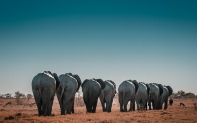 Another Year in Elephants